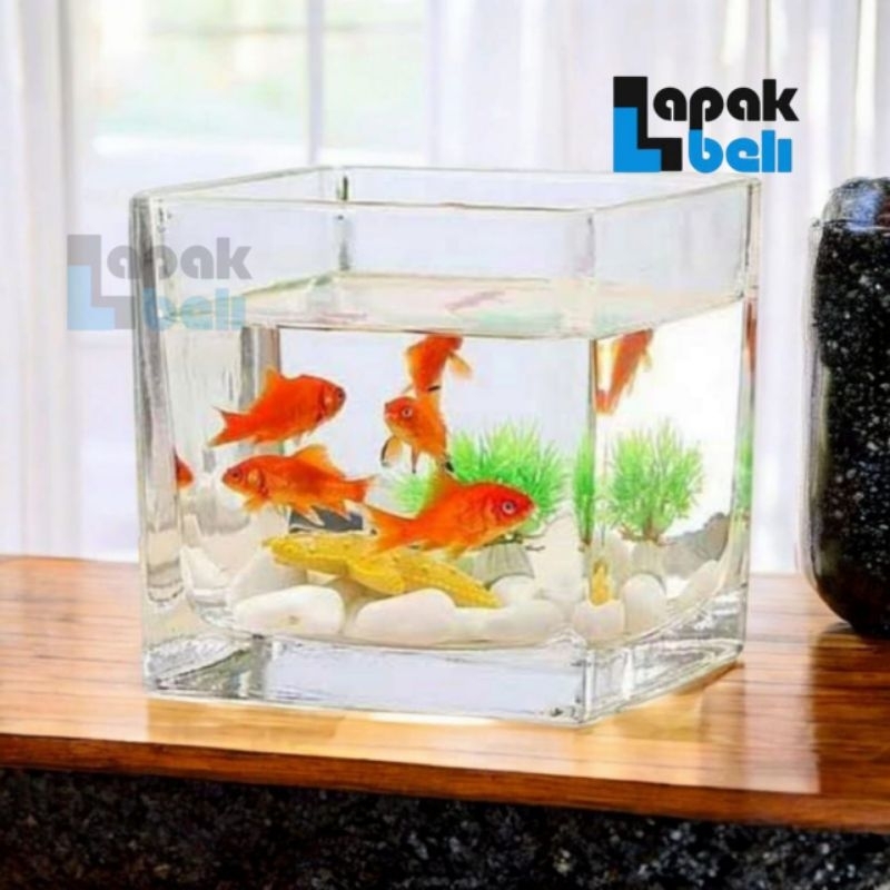 AQUARIUM MINI KACA PERSEGI / AKUARIUM KACA / AQUARIUM IKAN HIAS CUPANG GUPPY / VASQUARIUM KACA