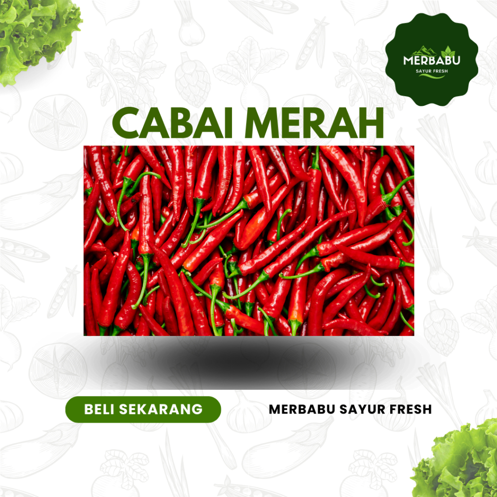 

CABAI KERITING MERAH FRESH DARI KEBUN SENDIRI