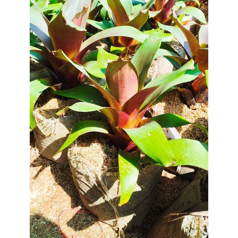 Tanaman hias hidup bromelia giant bromelia besar
