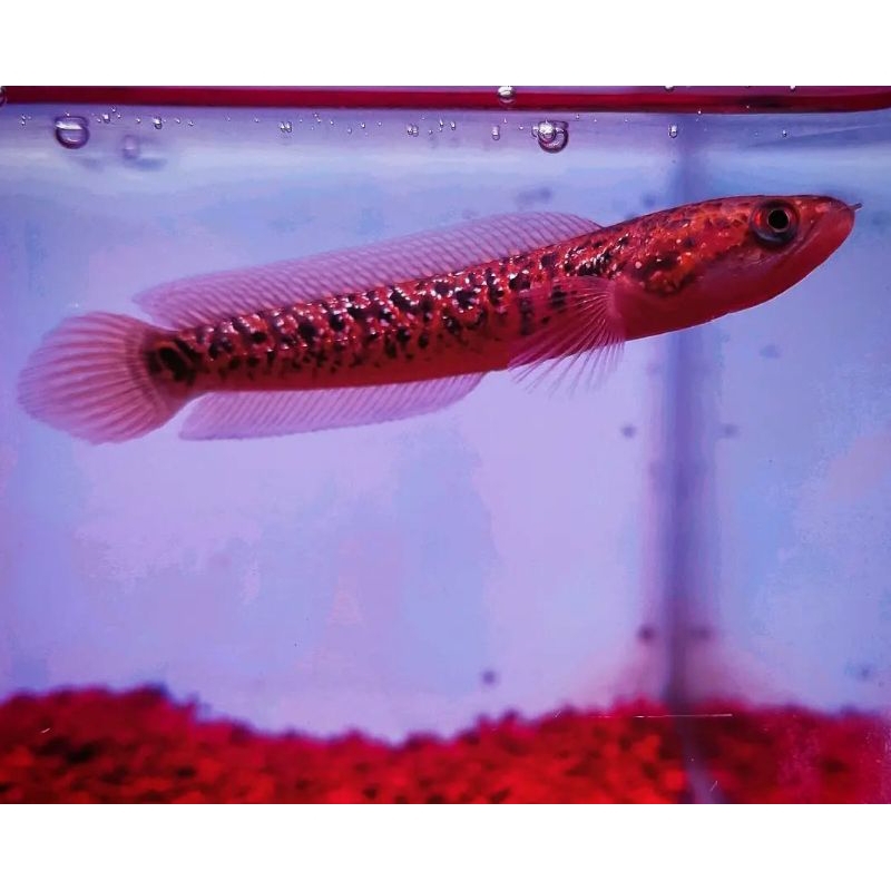 asiatica rsp kalimaya