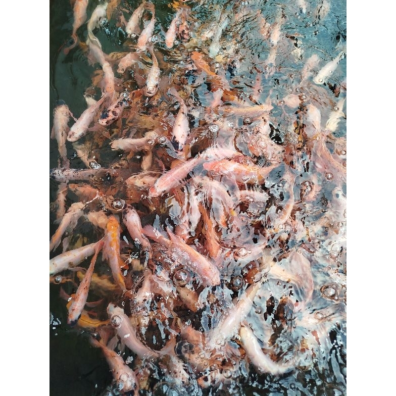 Bibit Ikan Nila Termurah Grosir