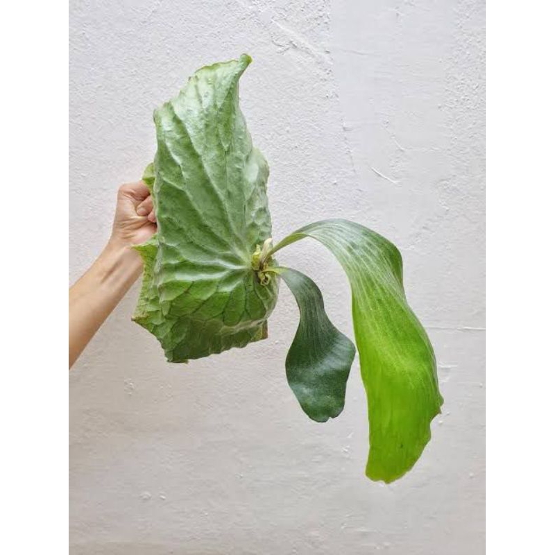 PLATYCERIUM ERAWAN ANAKAN HYBRID