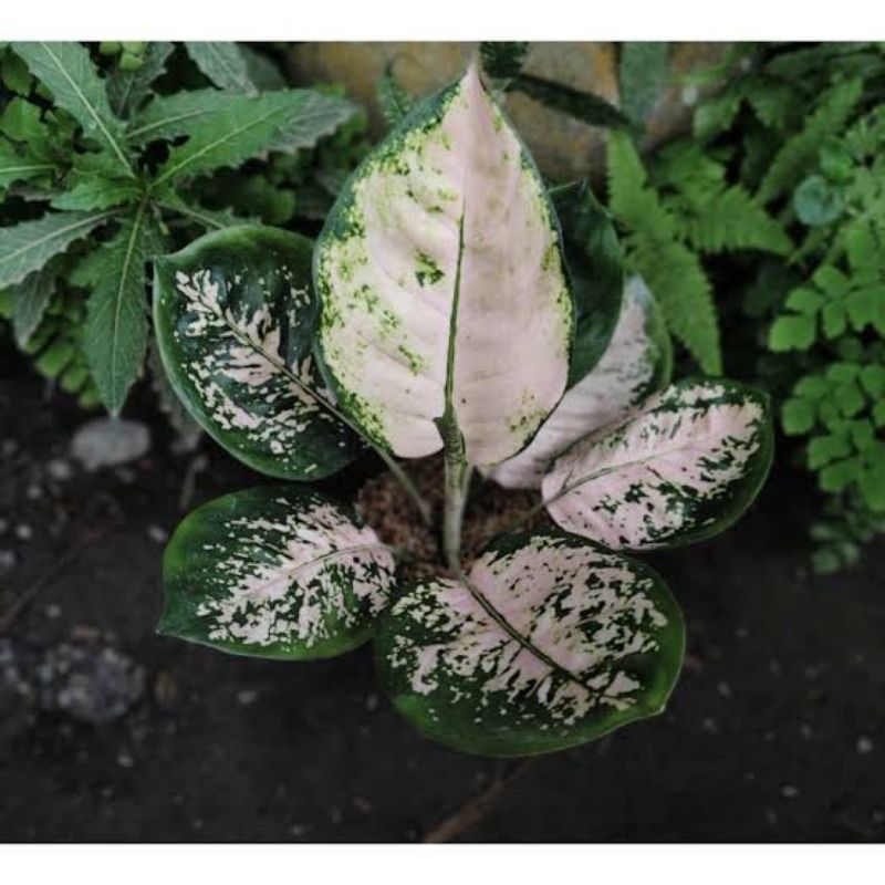 AGLONEMA SUKSOM WHITE SUKSOM PUTIH BIBIT