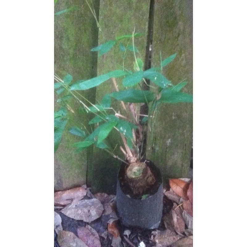 Bahan Bonsai Dongkelan Bambu