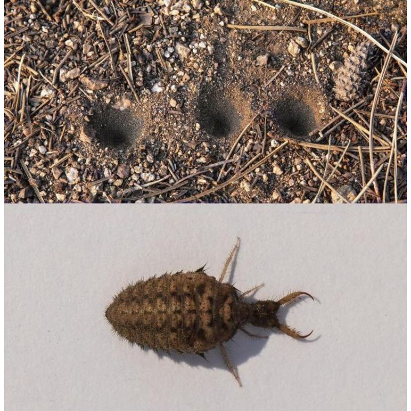 

Undur undur per 50 biji keadaan hidup,undur undur hidup terlaris