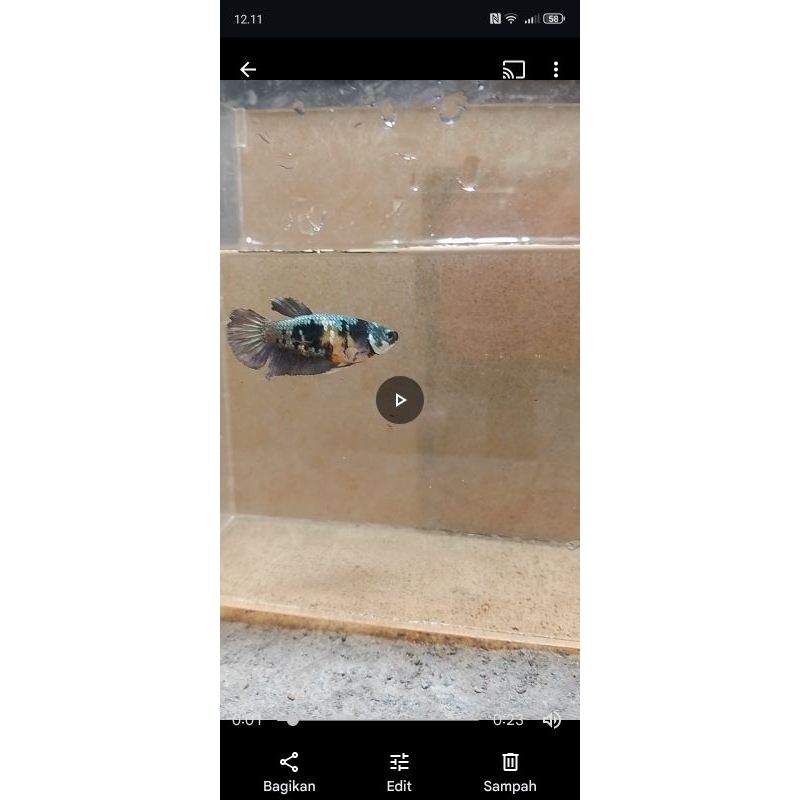 IKAN CUPANG YELOW KOI COOPER