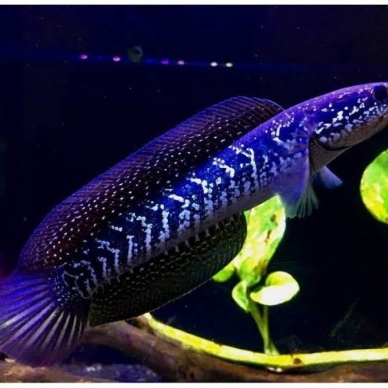 Chana Asiatica ws full mutiara size 15cm bergaransi COD