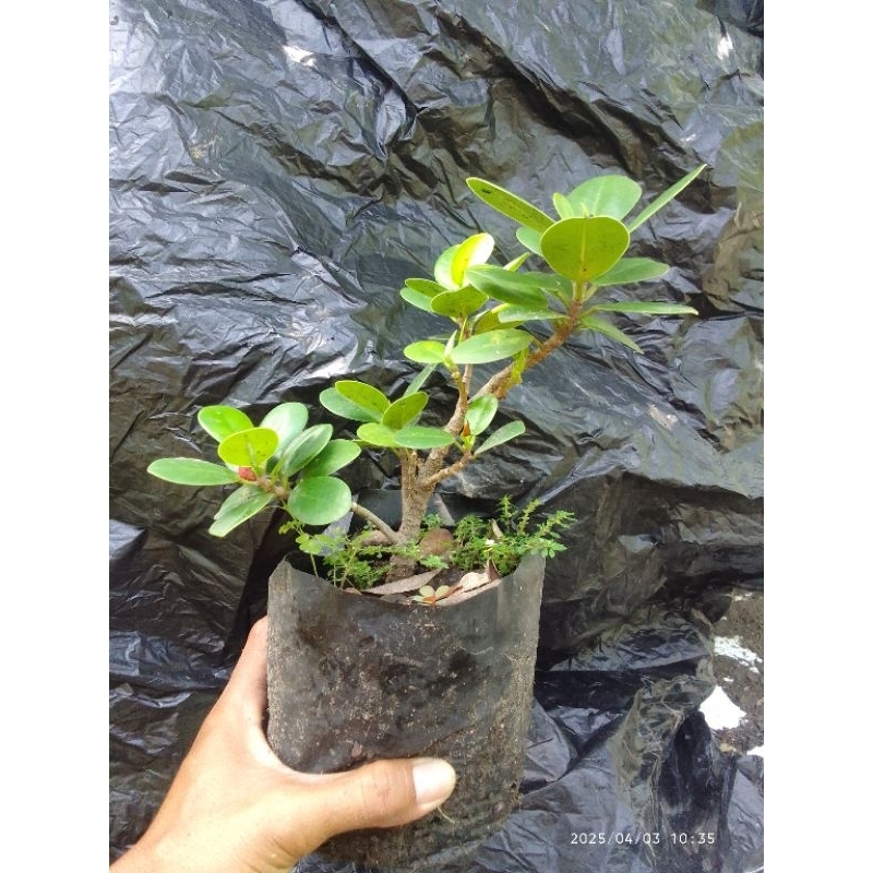 Beringin Dolar/Bibit Dolar