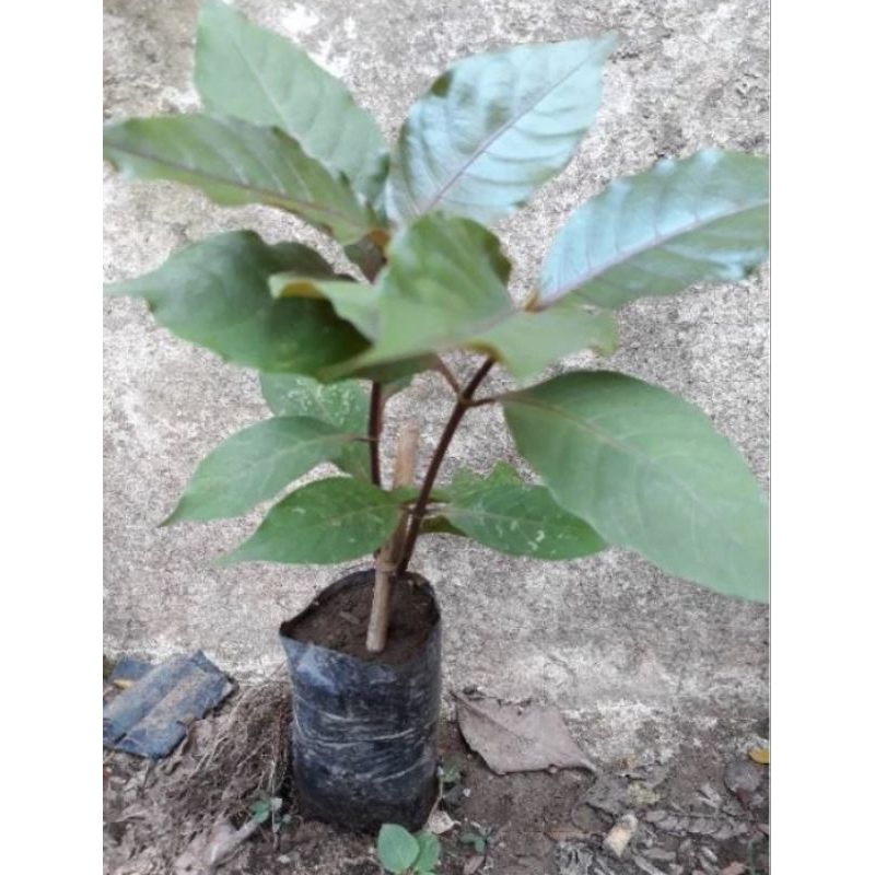 Tanaman Herbal Handeleum Daun Ungu / Tanaman Herbal Daun Ungu