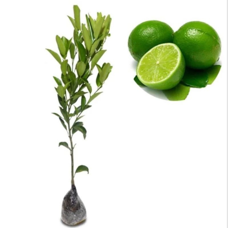Tanaman Buah Jeruk Nipis / Pohon Jeruk Nipis Siap Berbuah