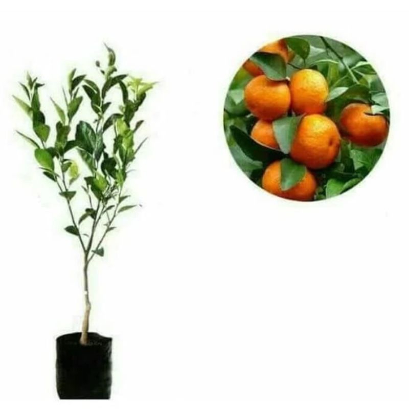Tanaman Buah Jeruk Santang Madu / Pohon Jeruk Santang Madu Siap Berbuah