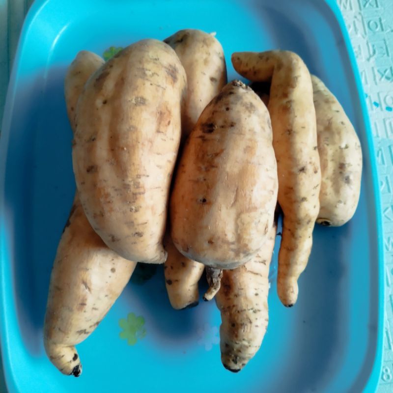 

ubi Cilembu madu