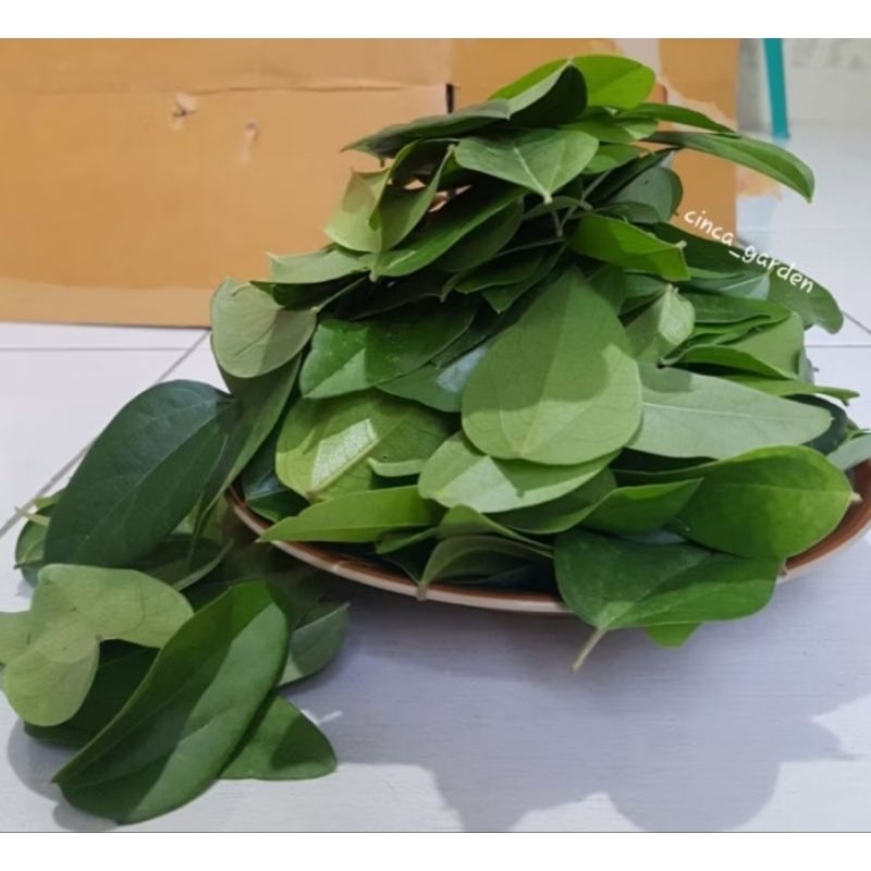 

70 lembar daun cincau hijau jelly perdu di ptik dadakan termurah