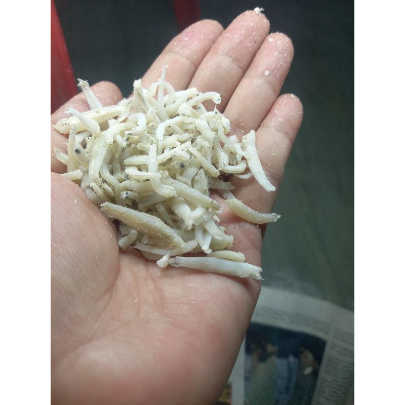 

ikan teri nadi medan