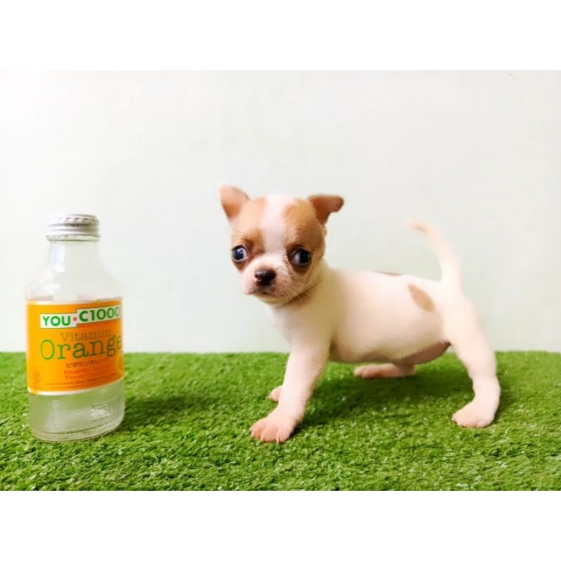 Dog Puppy chihuahua shorthair size mini / kecil apple head kaki pendek / Dog cihuahua / chh termurah