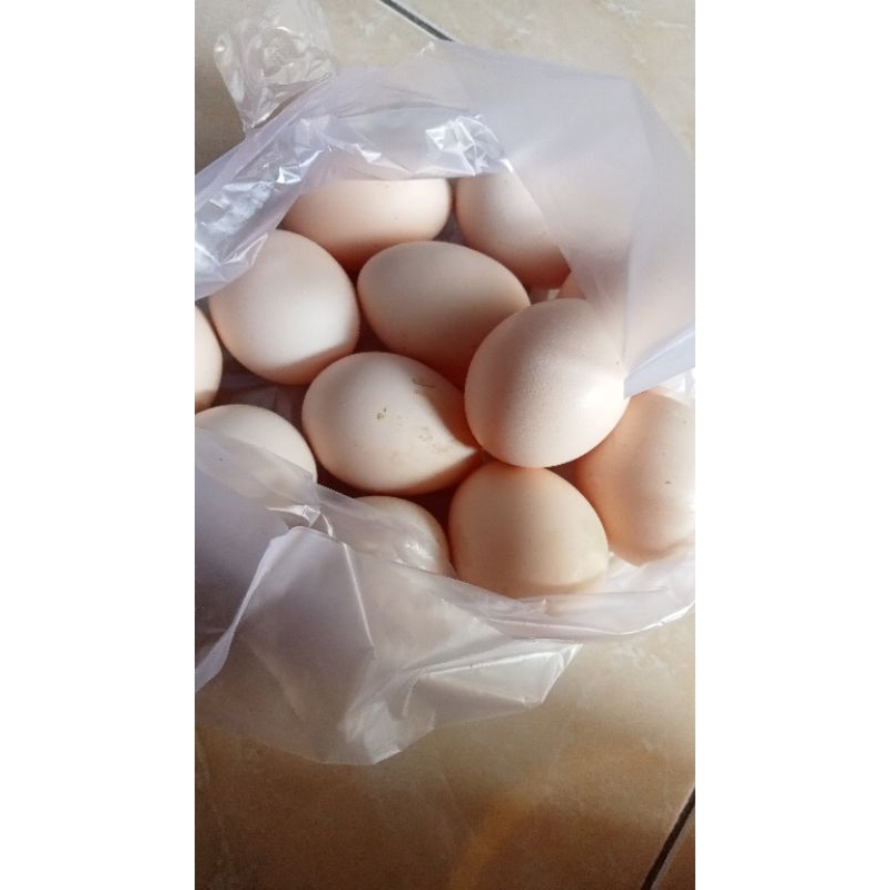 

Telur Ayam Kampung / telur Jawa / Endog jowo/ Endog pitik / Jawa ORI / telur jamu / telur jowo / telur KUB / telur ayam / telur ayam kampung ukuran tanggung / telur ayam kampung asli/ telur ORI / telur Jawa bagus buat anak-anak/ telur Vitalitas /kesehatan