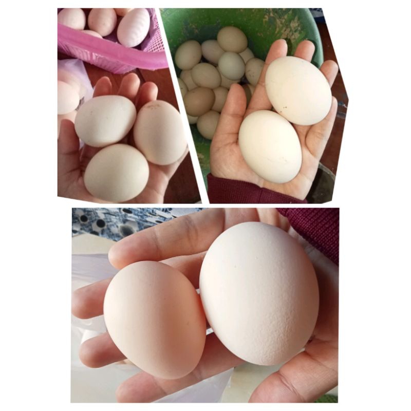 

Telur Ayam Kampung / Telur Ayam Kampung Asli / Telur Jawa / Endog Jowo / Ndog Jowo / telur ayam / telur jamu / telur ORI Jawa / endok pitik / telur / egg / original / telur KUB / telur / telur fresh / telur jamu / telur alami / telur asli