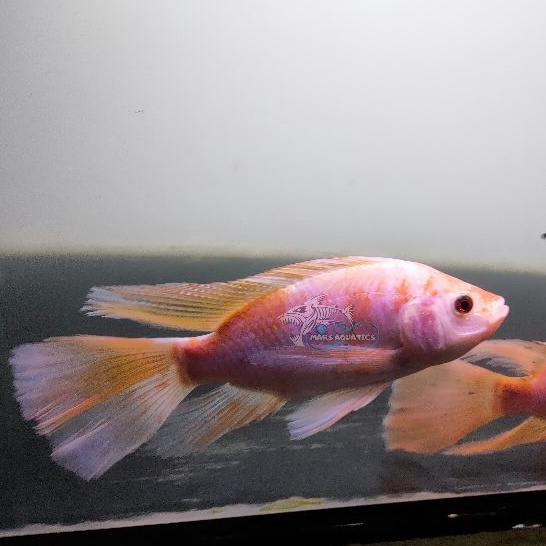 Ikan Hias Nila Kumpay [Jumbo/Unik] - Slayer Merah Cantik