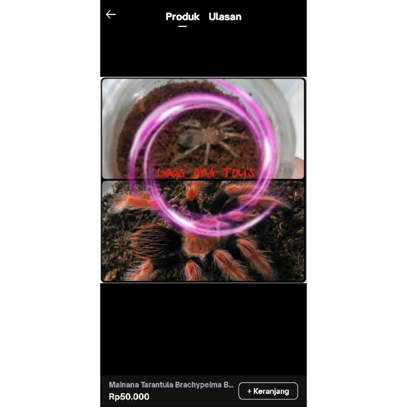 Mainan tarantula Brachypelma Boehmei