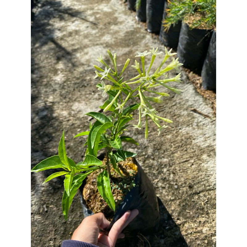 Bunga arum dalu wangi - tanaman arum dalu - tanaman hias