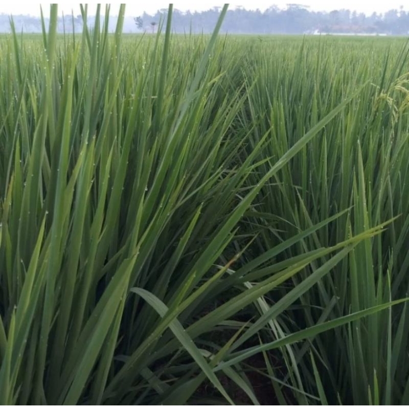 BENIH PADI UNGGUL Gandaria G100 Asal Aceh kemasan 1Kg