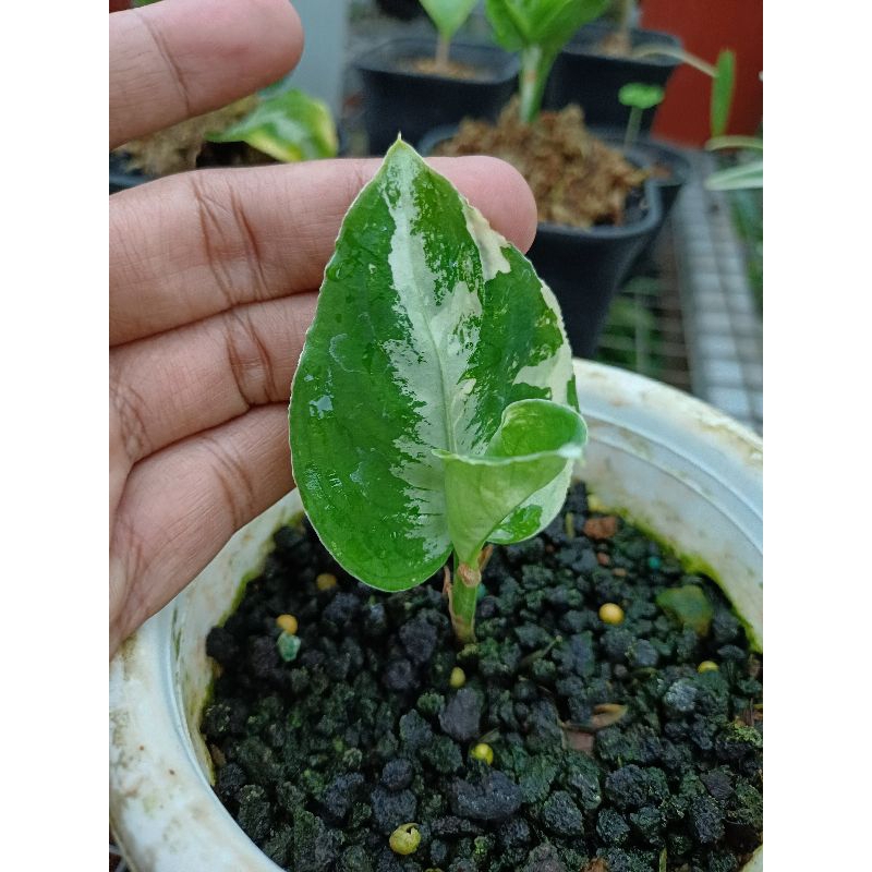 Aglonema Pictum Tricolor Variegata