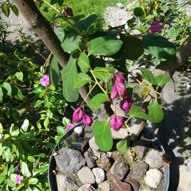 bugenvil anggur ungu