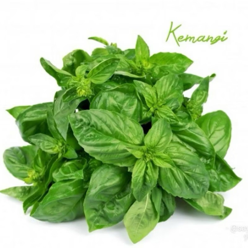 

SAYUR DAUN KEMANGI / PERIKAT