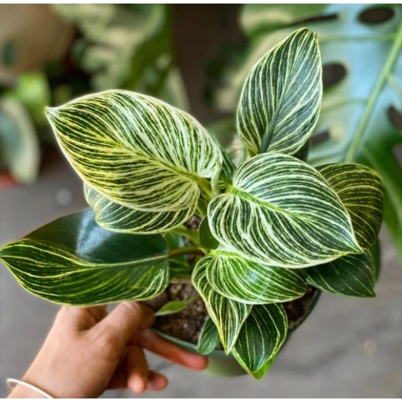 tanaman philodendron birkin - birkin Philo