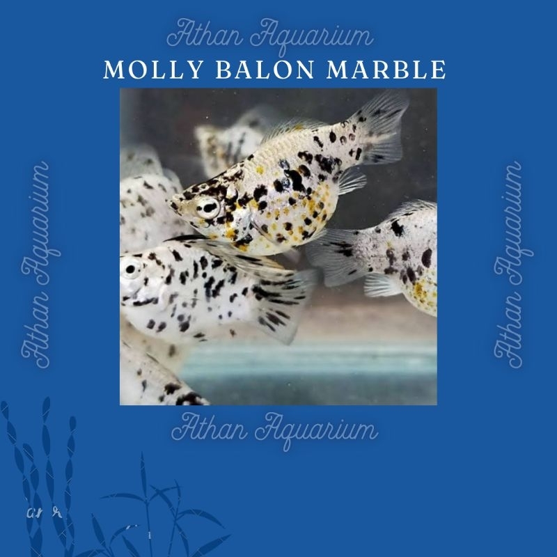 Molly  Marble size Besar(Indukan)&size kecilUkuran 2-4cm