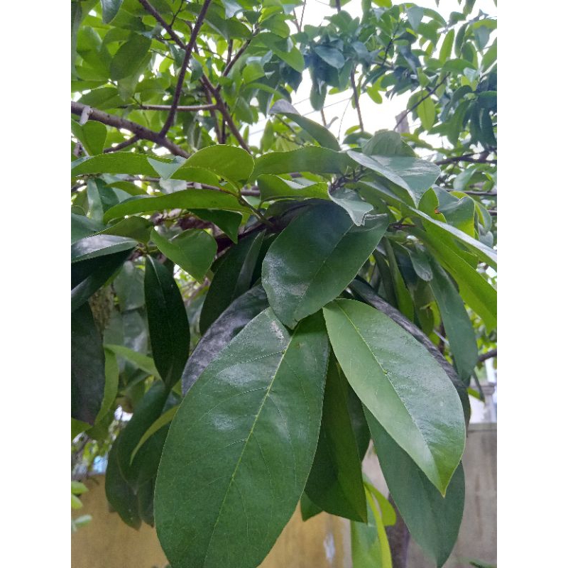 

Daun Sirsak Segar 50 Lembar