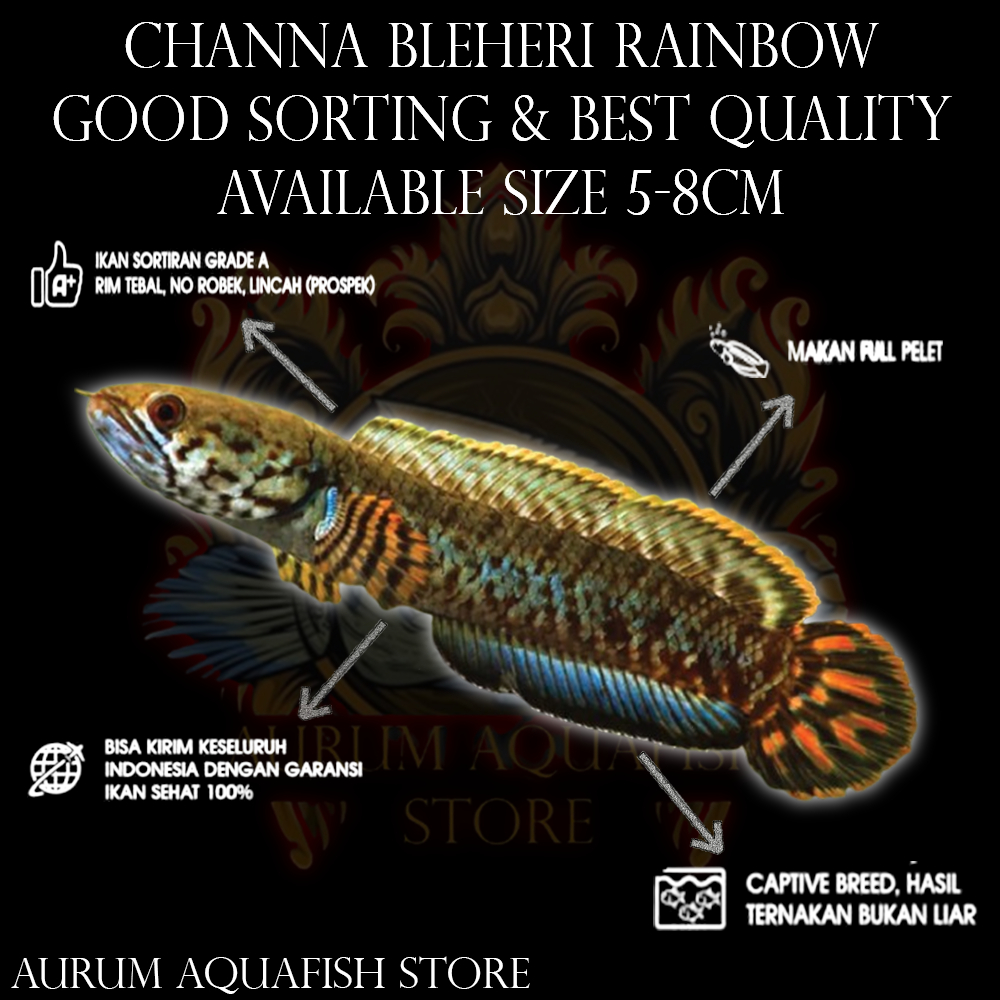 Stiker Tempel Channa Bleheri Rainbow Sortiran Keras - Channa Gabus Hias - Aurum Aquafish Store