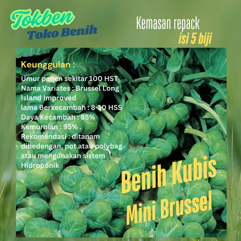5 biji - Benih Kubis Mini Brussel