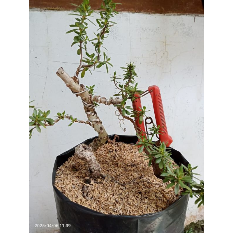 Bahan Bonsai Santigi