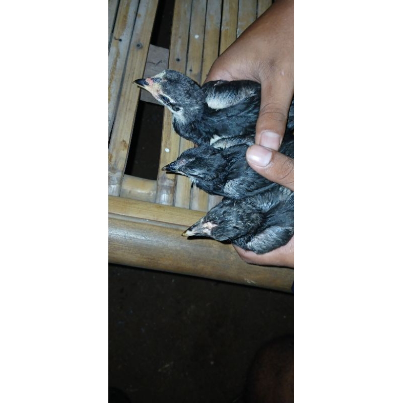 

ayam 1 bulan 10 ekor ( pengirman kerawang )