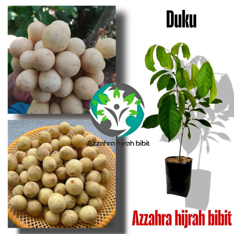 BIBIT TANAMAN BUAH DUKU BATURAJA/BIBIT DUKU BATURAJA/BIBIT DUKU KOMERING