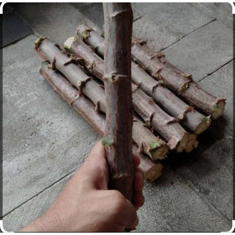 

Bibit Steak Singkong Pulen 1kg