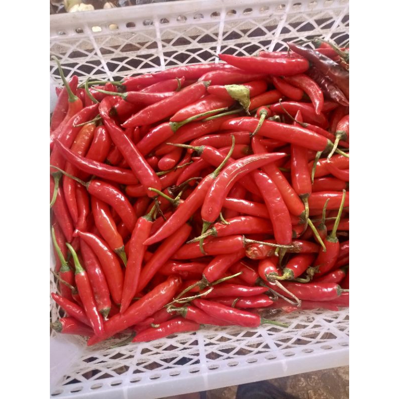 

cabe rawit merah besar 1kg|cabe merah besar fres|bandungbarat | jawabarat merah besar