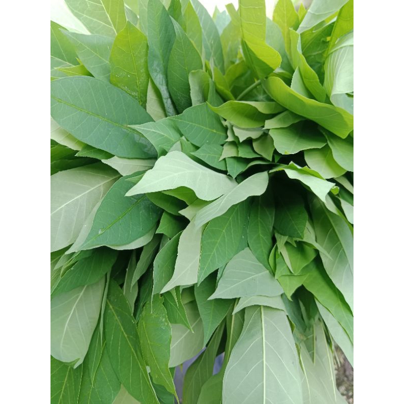 

daun singkong segar per ikat