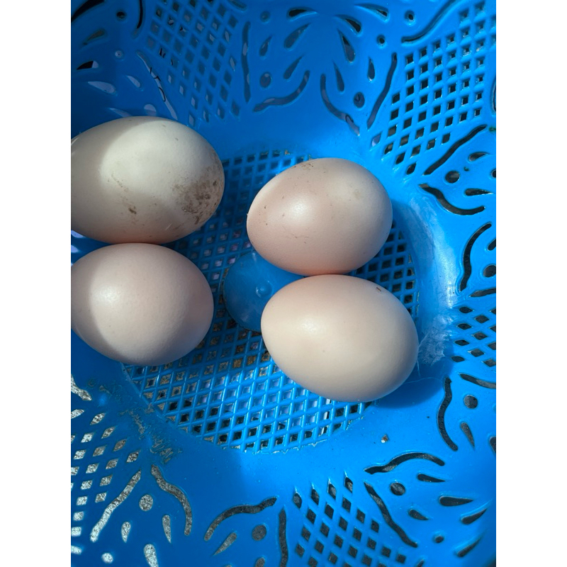 telur ayam american silkie