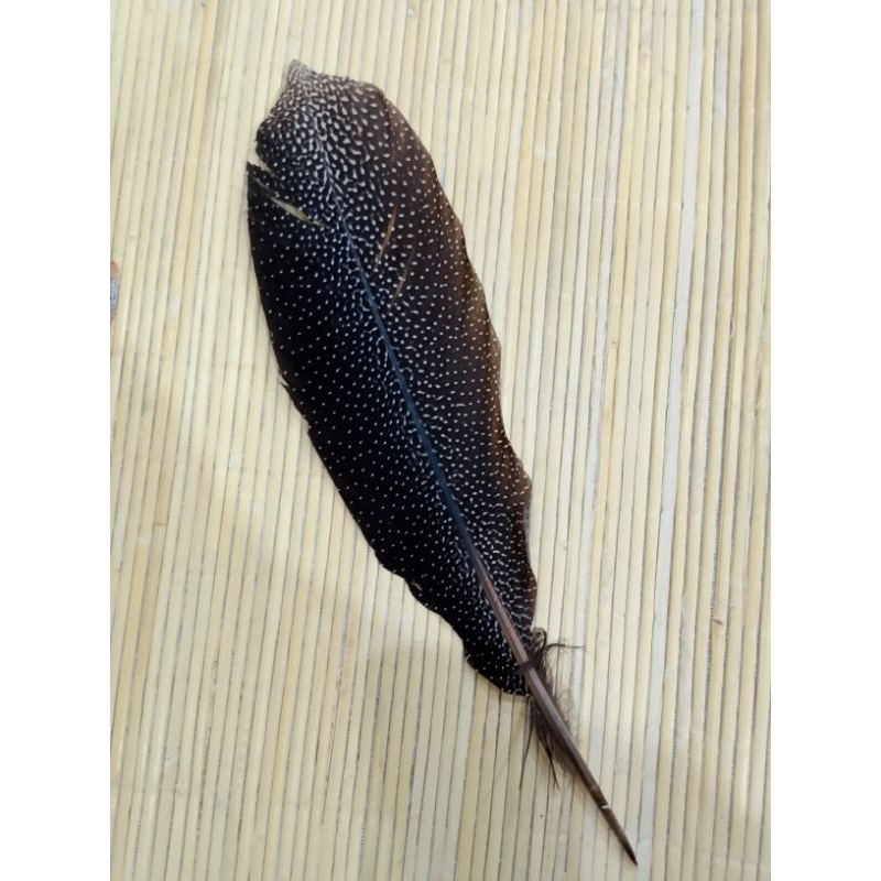 (FREE GIFT)Bulu Burung Ruai