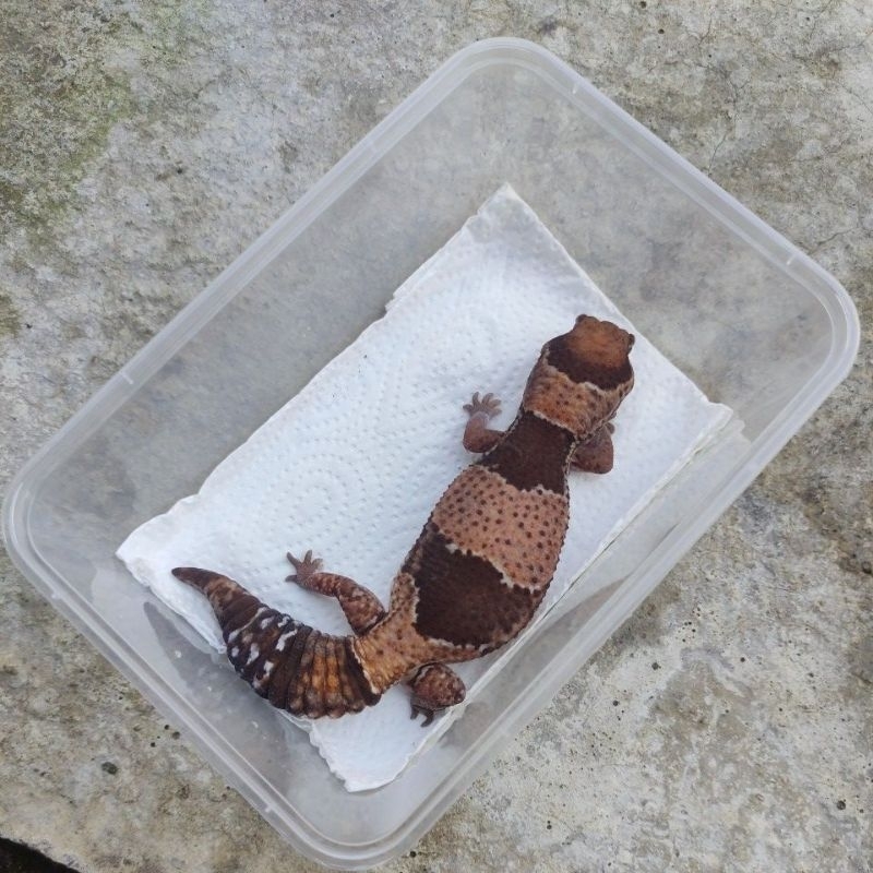 MAINAN ANAK AFT GECKO DEWASA_NORMAL HET OREO