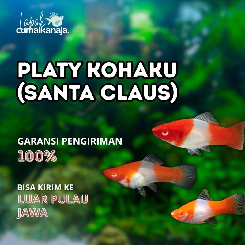 Hiasan Aquarium Platy Kohaku