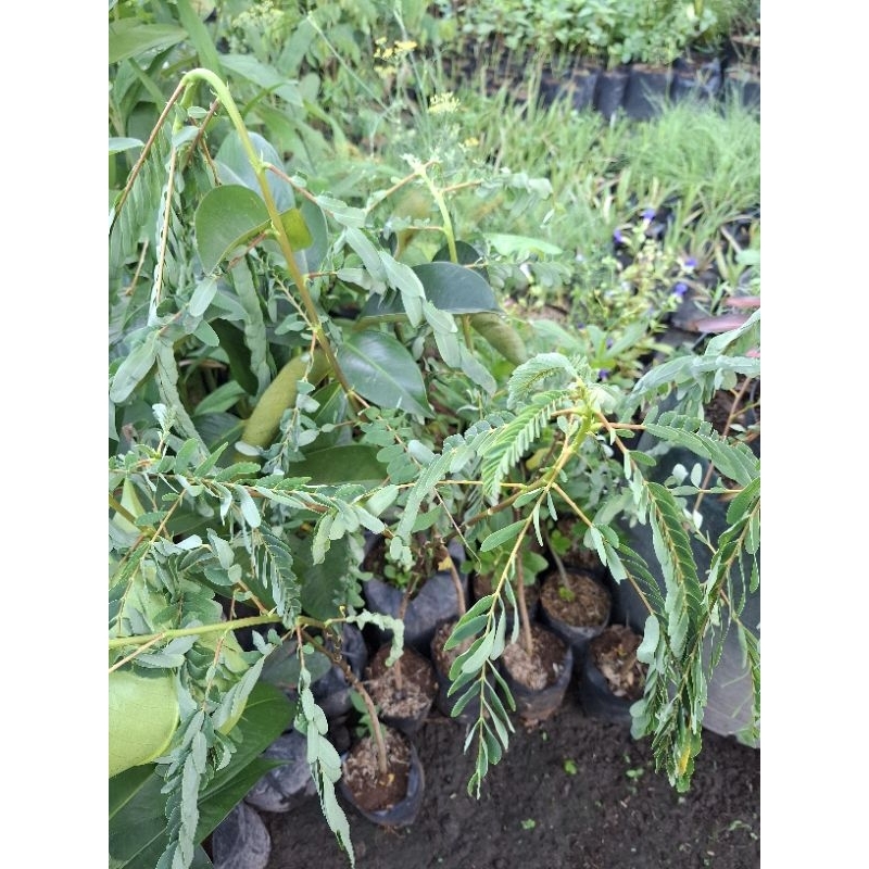 bibit tanaman turi merah