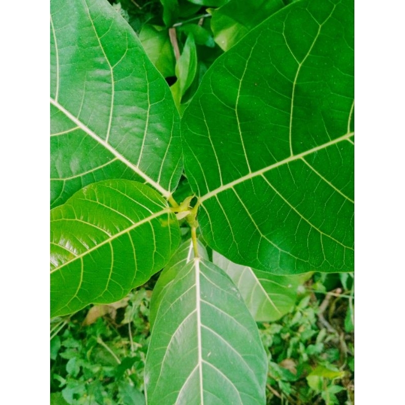 

jual Daun Awar Awar ataw kuciat segar 500 gram