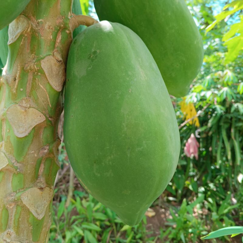 

PEPAYA MUDA SEGAR Per Buah