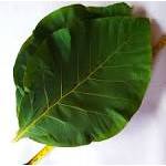 

Daun Jati Asli | Untuk Aquascape, Pembungkus Makanan, Herbal