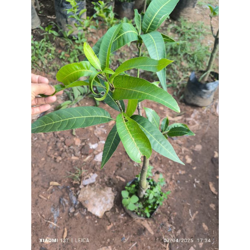bibit mangga kombinasi 3in1 (yuwen6+manalagi Situbondo+manalagi madu)