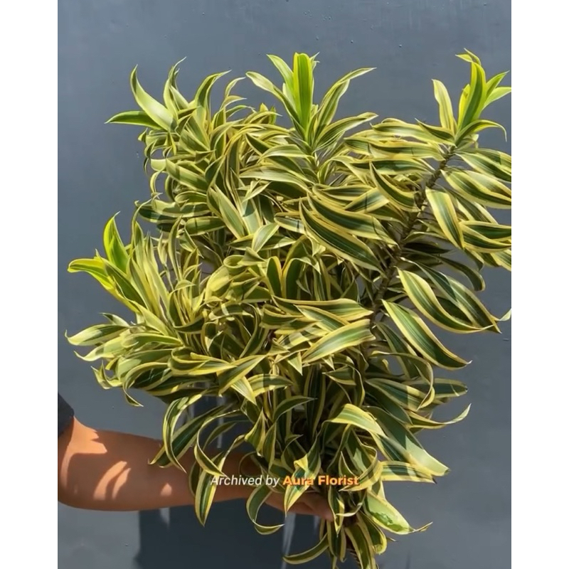 

Daun Potong Segar Song Of India