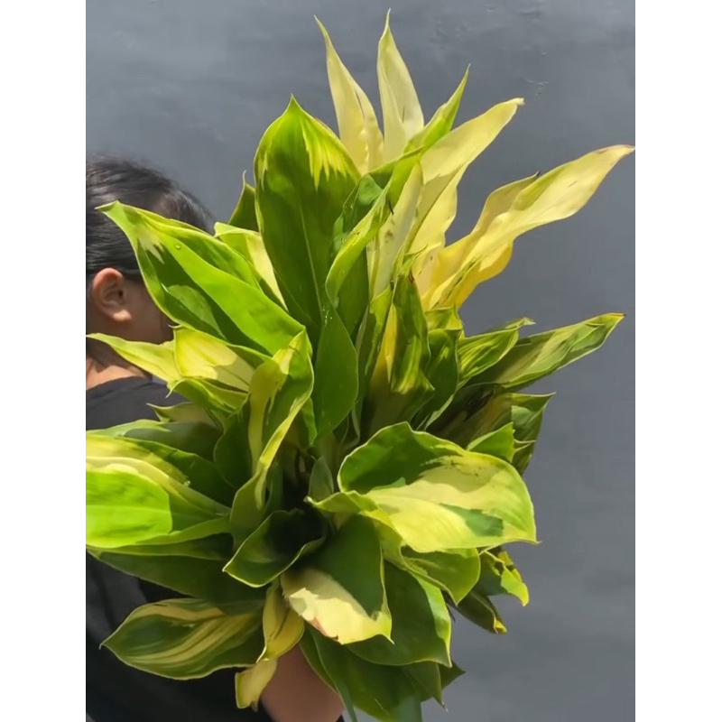 

Daun Potong Segar Andong Hijau